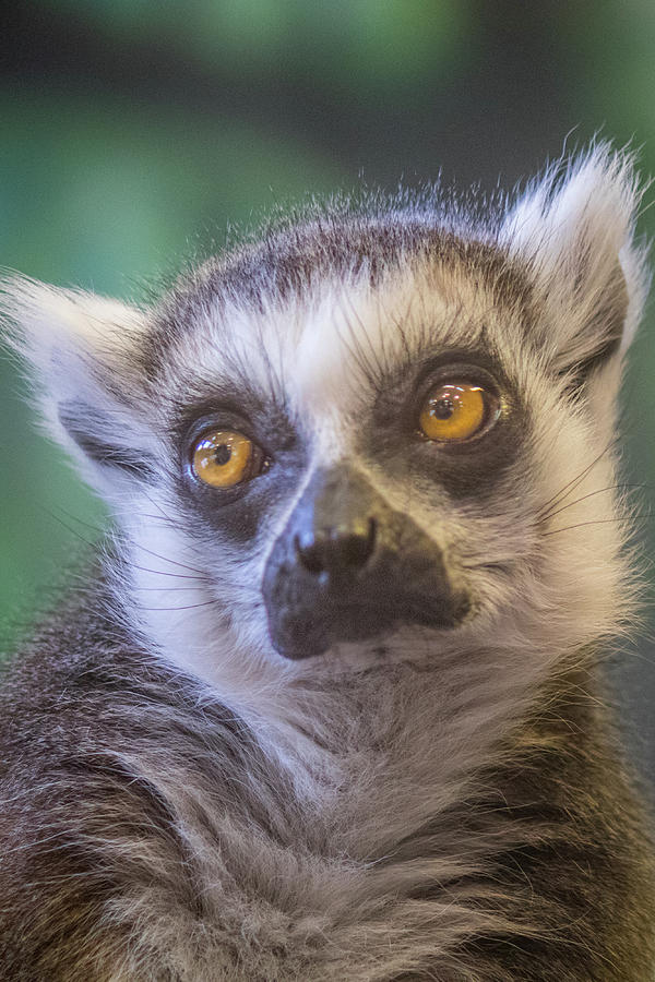 Contemplating Lemur Photograph by Gerri Bigler