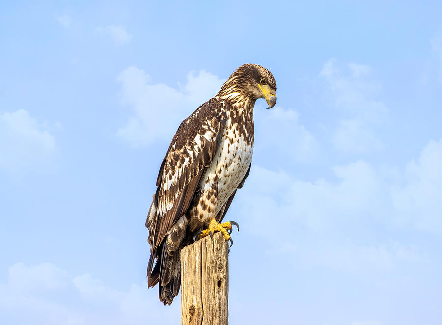 Young Bald Eagle Photograph by Lynn Hopwood