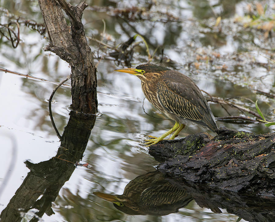 Contemplation of a Green Heron Photograph by Alice Schlesier