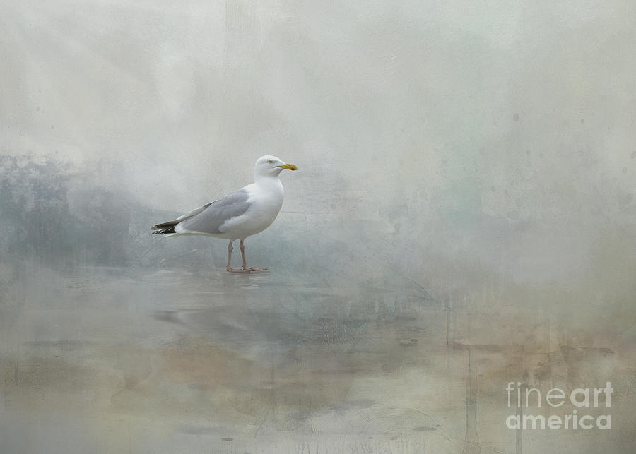 Seagull Digital Art - Contemplations by Kelley Freel-Ebner
