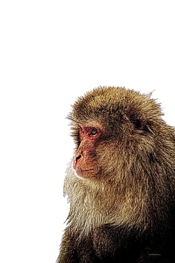 Contemplative Ape Digital Art by Marlene Watson and Art Crew NZ