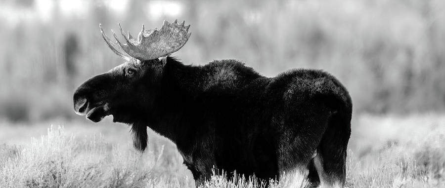 Contemplative Moose, Black and White Photograph by Marcy Wielfaert