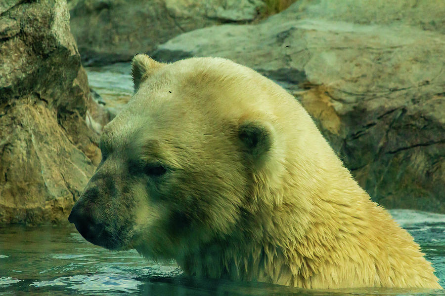 Contemplative polar bear in pool Photograph by SAURAVphoto Online Store