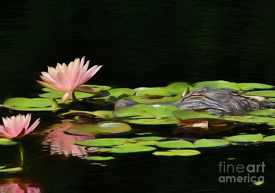Content Amongst The Water Lilies Photograph by Kathy Baccari