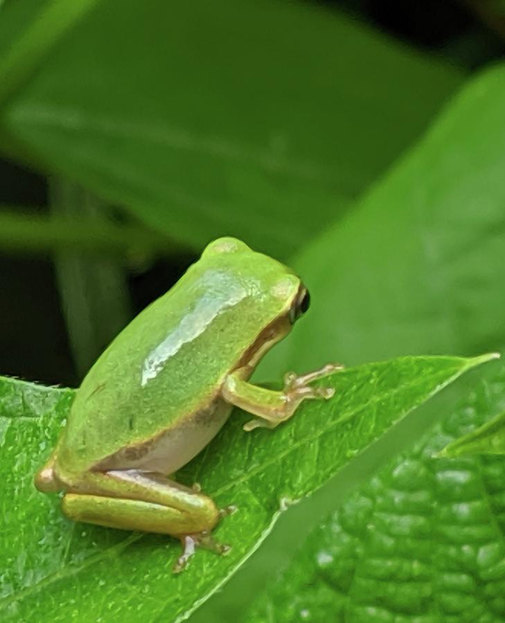 Frog Photograph - Content Being Green by Kate Tidwell Frog Photograph - Content Being Green by Kate Tidwell
