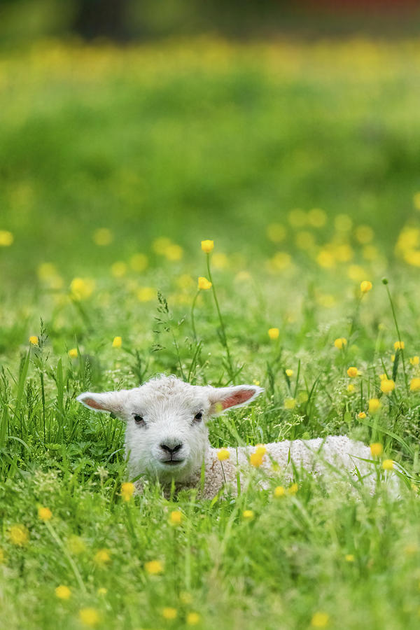 Content Lamb in a Meadow Photograph by Rachel Morrison