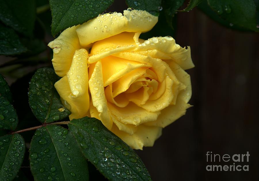 Content Yellow Rose Photograph by Richard Thomas