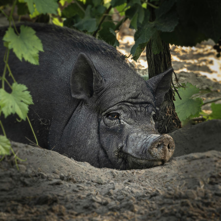Contented Boar in Vineyard Shade Photograph by Joanne Eastope Contented Boar in Vineyard Shade Photograph by Joanne Eastope