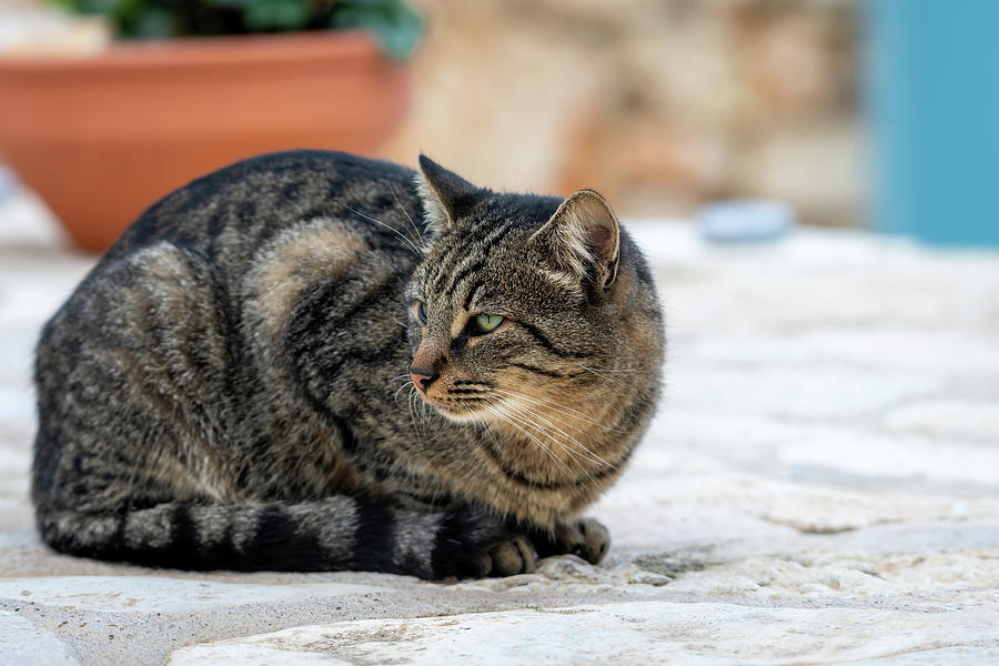 Contented cat Photograph by Yau Ming Low - Fine Art America