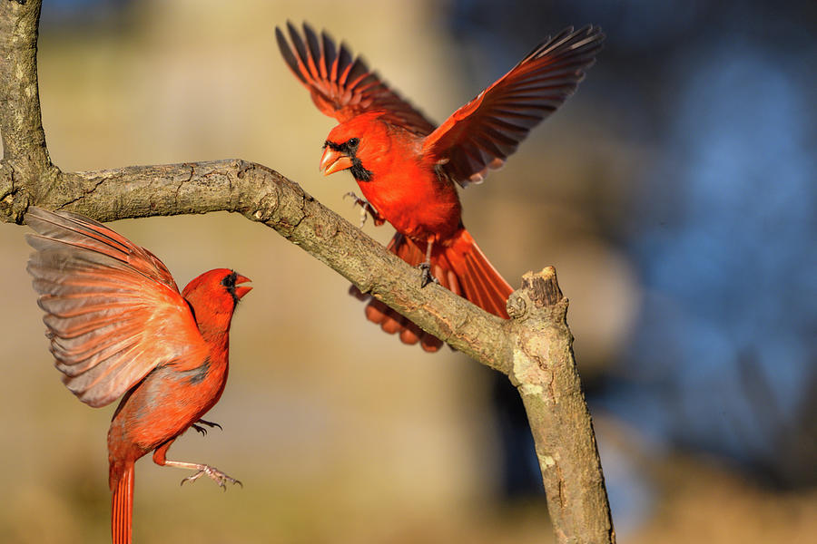 Contentious Cardinals Photograph by Julie Barrick