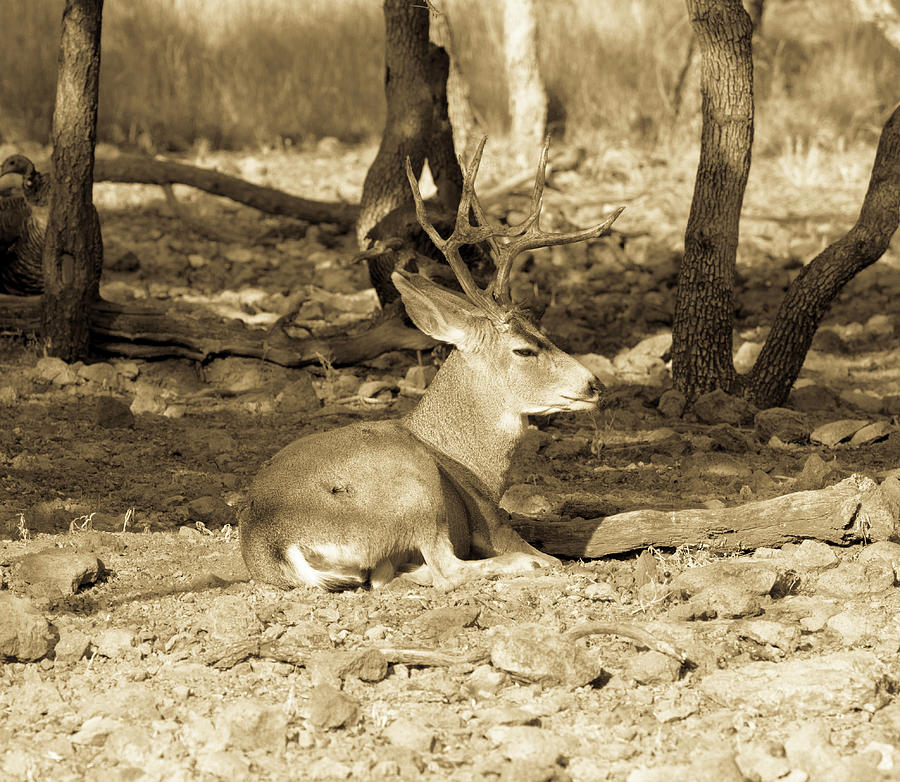 Contentment 5 - Mule Deer Buck Relaxing in the Morning Sun Antiqued ...