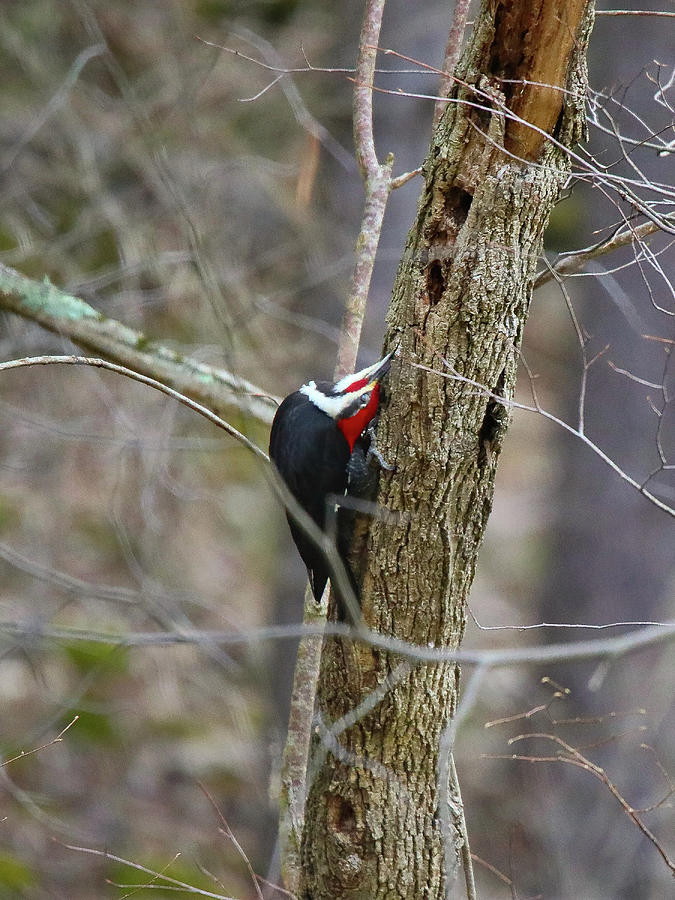 Contortionist Pileated Woodpecker Photograph by Scott Burd