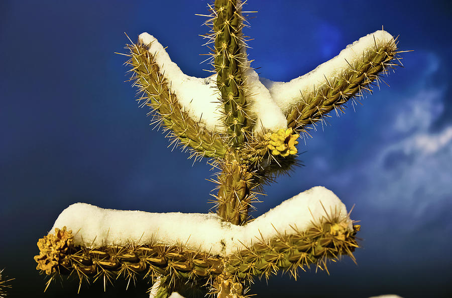Contrasts Soft snow and Cactus Photograph by Tommy Farnsworth