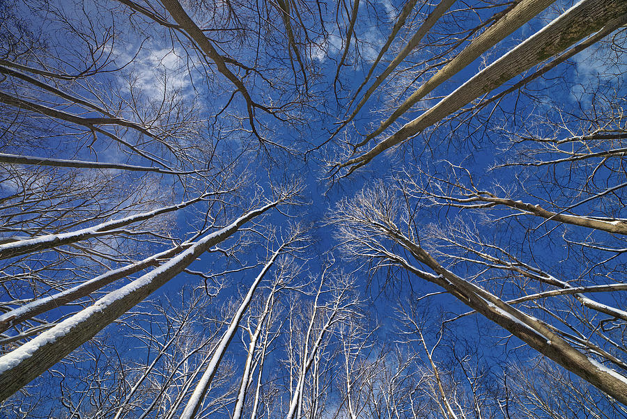 Convergence Of The Elders- 1 Of 3  -  Straight Up View In Forest Of Snow-crusted Trees Photograph