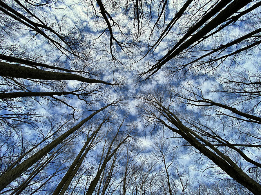 Convergence of the Elders - 2 of 3 - Straight up view in forest with altocumulus clouds Photograph by Peter Herman