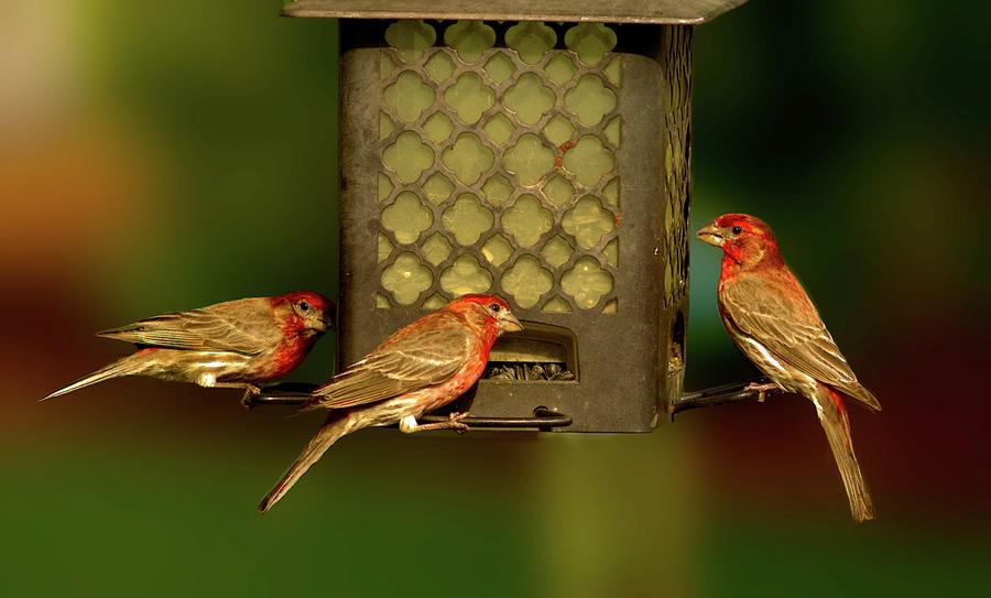 Conversation at the Feeder Photograph by Ed Stines