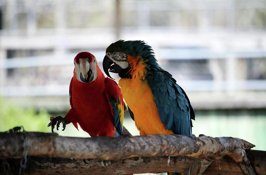 Conversation Between Macaws Photograph by Cynthia Guinn