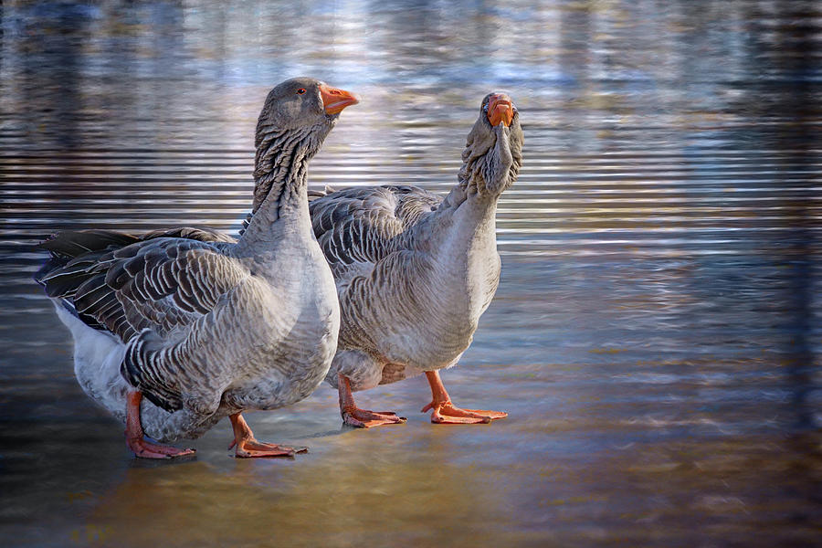 Conversation - Greylag Geese Photograph by Nikolyn McDonald