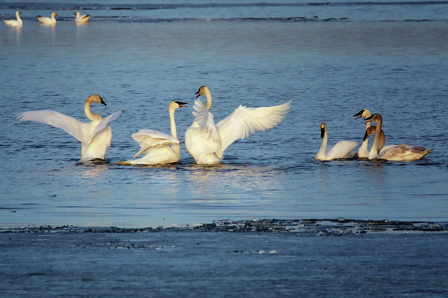 Conversation with Bystanders - Trumpeter Swans Photograph by Nikolyn McDonald