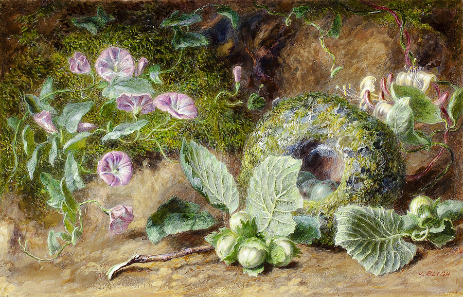 Convobuli and Nest Painting by Jabez Bligh
