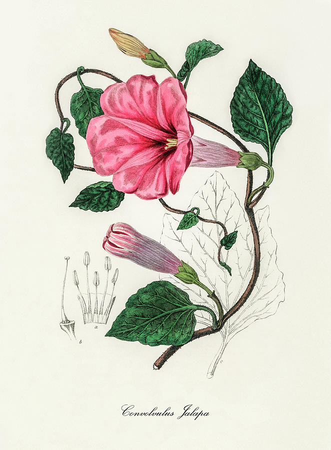 Nature Digital Art - Convolvulus Jalapa - Ipomoea Purga -  Medical Botany - Vintage Botanical Illustration by Studio Grafiikka