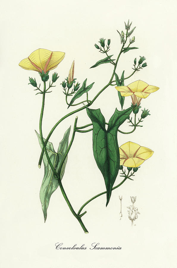 Nature Digital Art - Convolvulus Scammonia - Scammony -  Medical Botany - Vintage Botanical Illustration by Studio Grafiikka