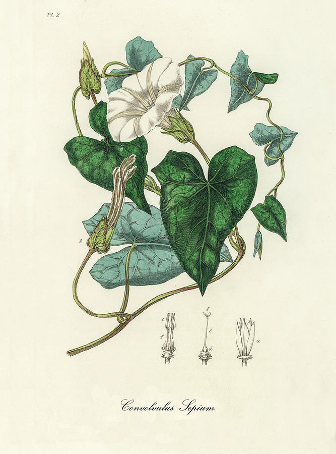 Nature Digital Art - Convolvulus Sepium - Appalachia False Bindweed - Medical Botany - Vintage Botanical Illustration by Studio Grafiikka