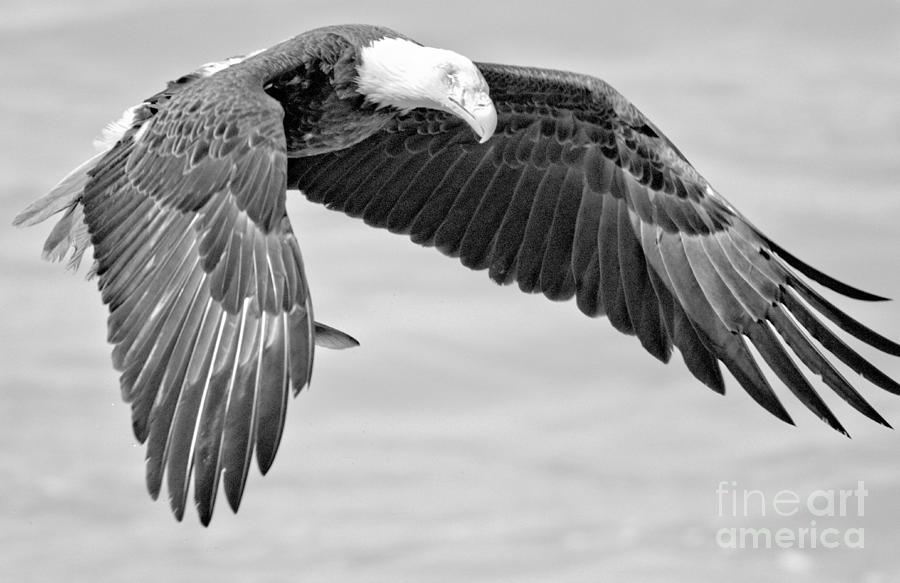 Conwingo Dam Eagle Hovering Crop Black And White Photograph by Adam Jewell