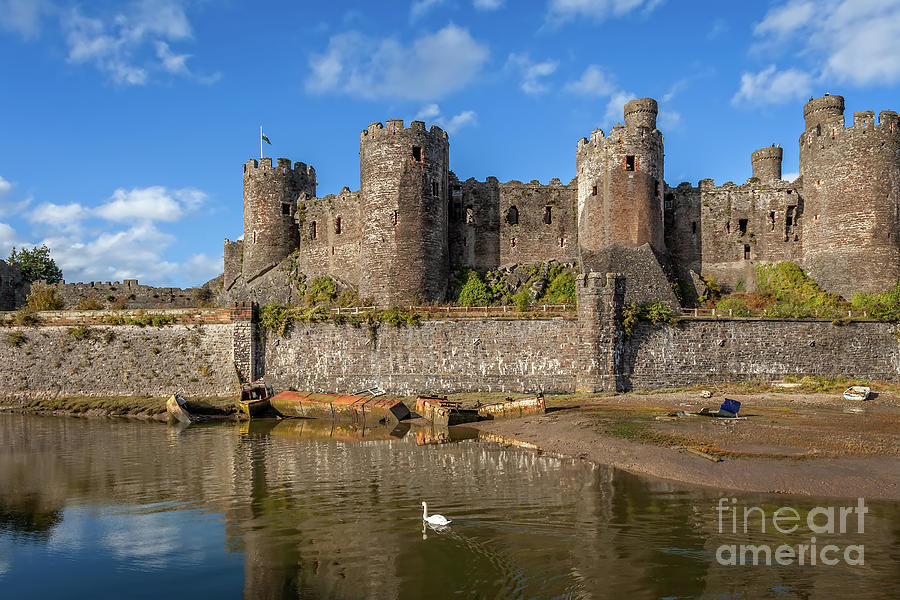 Castle Photograph - Conwy Castle Swan by Adrian Evans
