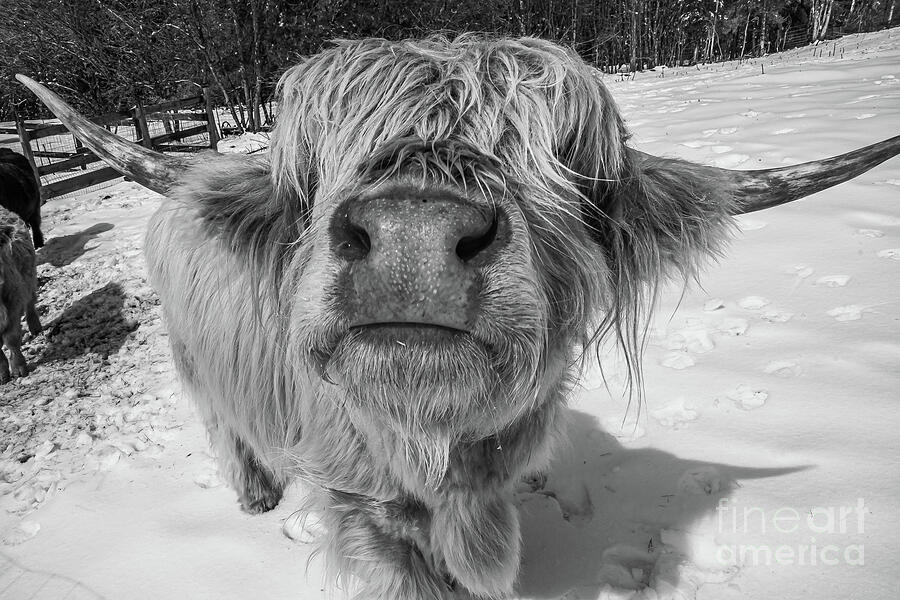 Coo Face Photograph by Joseph Lacroix - Fine Art America