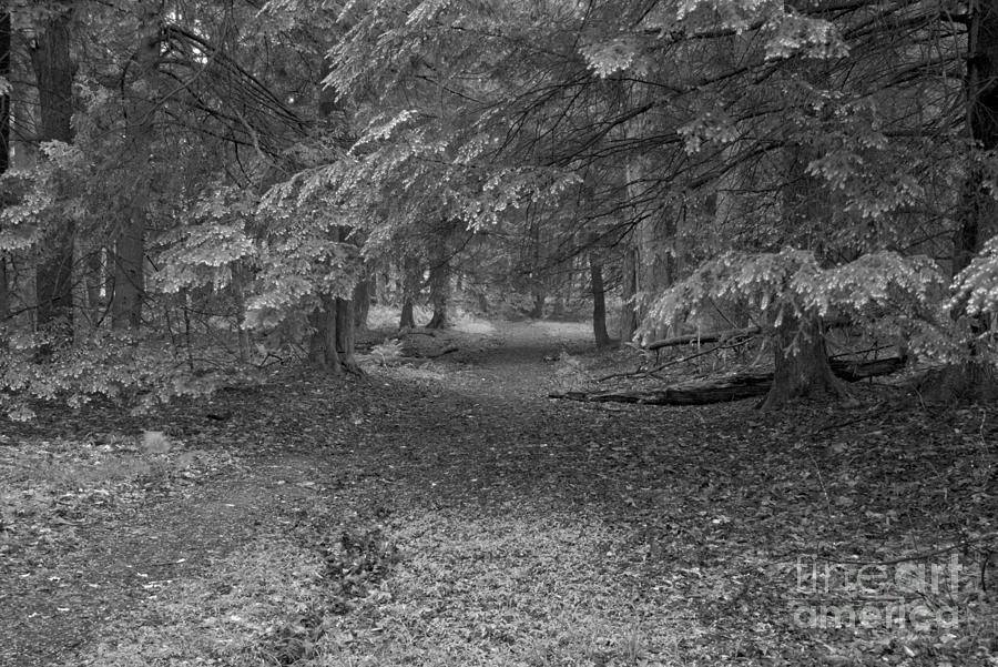 Cook Forest Rhododendron Trail Forest Black And White Photograph by Adam Jewell