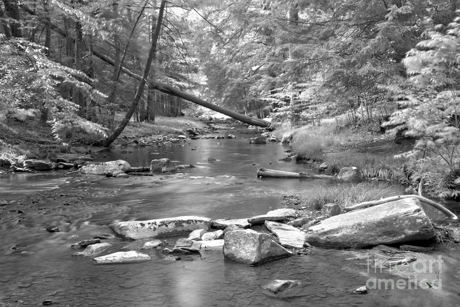 Cook Forest Toms Run Canopy Black And White Photograph by Adam Jewell
