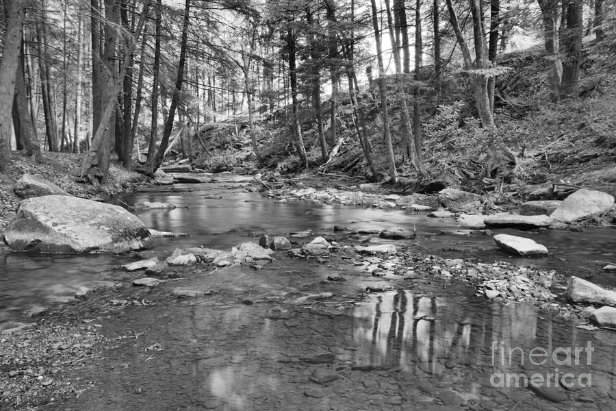 Cook Forest Toms Run Reflections Black And White Photograph by Adam Jewell
