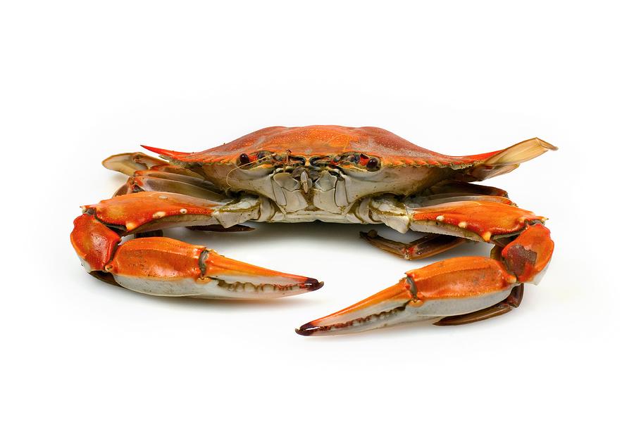 Cooked Blue Crab facing Camera on White Background Photograph by Okrad