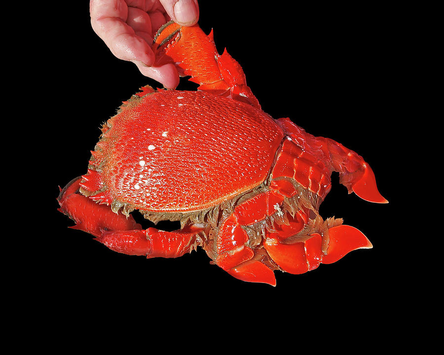 Cooked Spanner or Red Frog Crab. Isolated on Black.  Photograph by Geoff Childs