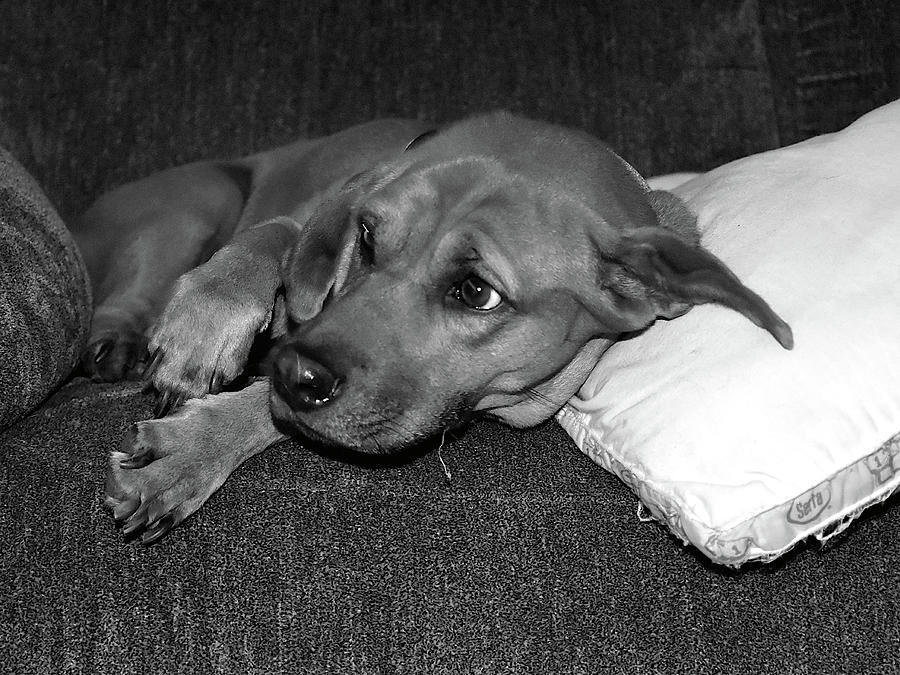 Cookie  In Black And White Photograph by Christopher Mercer