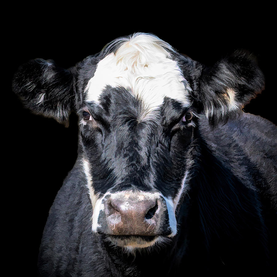 Cookie the Cow Photograph by Cheri Freeman
