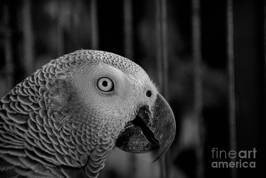 Cookies- Congo African Grey Parrot- Georgia Photograph by Adrian De Leon Art and Photography