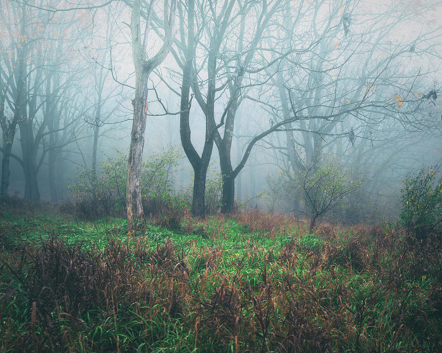 Cool Autumn Fog Trexler Nature Preserve Photograph by Jason Fink