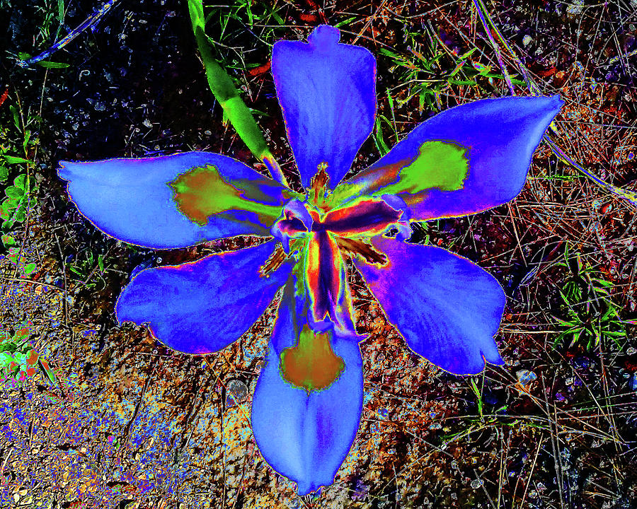 Cool Blue Flower Photograph by Andrew Lawrence