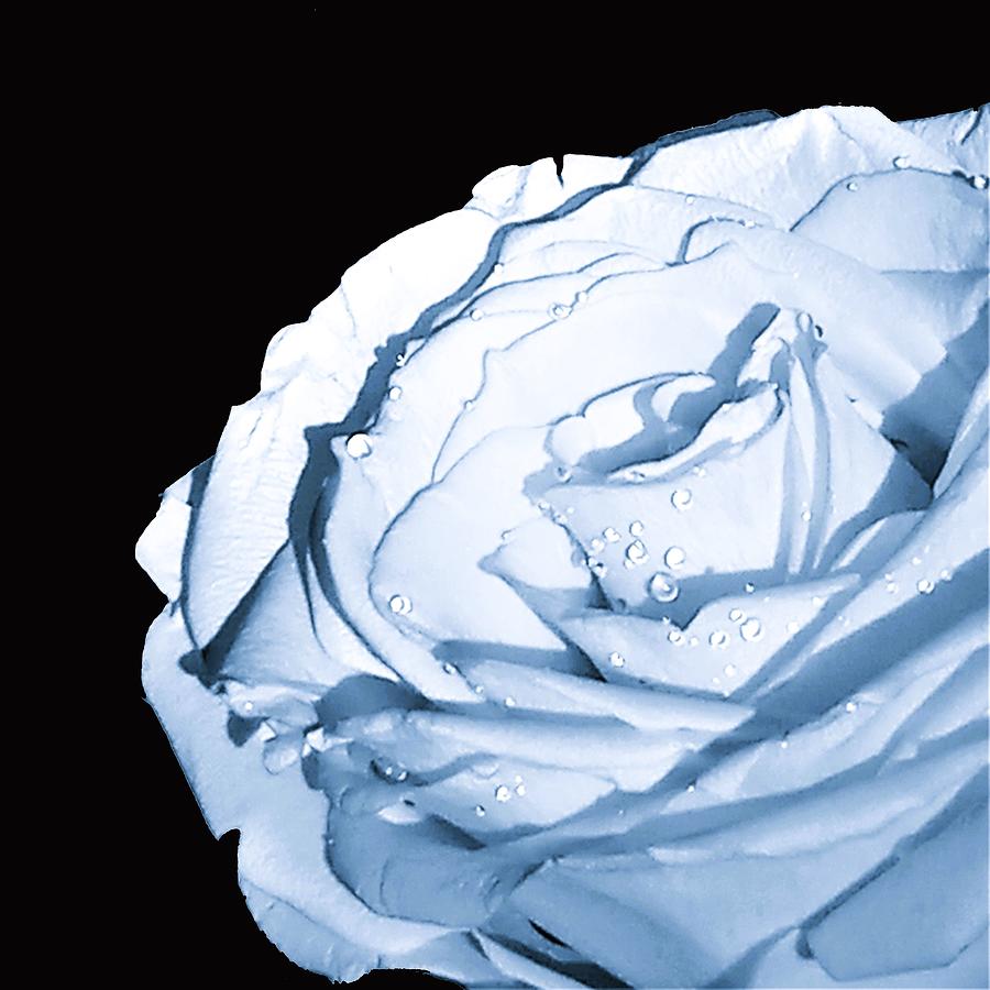 Rose Photograph - Cool Blue Rose by Angela Davies