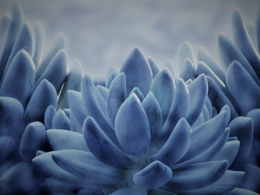 Cool Blue Succulent Photograph by Angela Davies