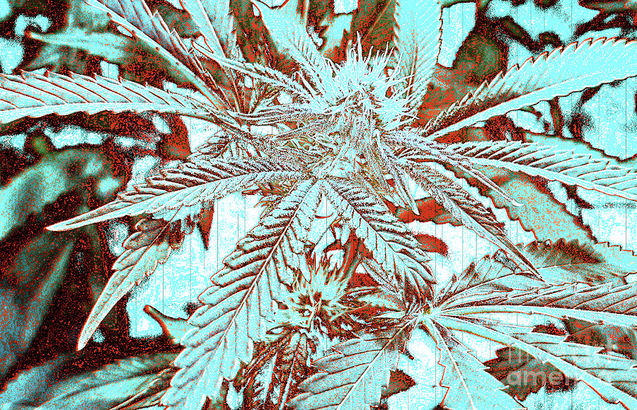 Cool Cannabis  Digital Art by Jilian Cramb - AMothersFineArt