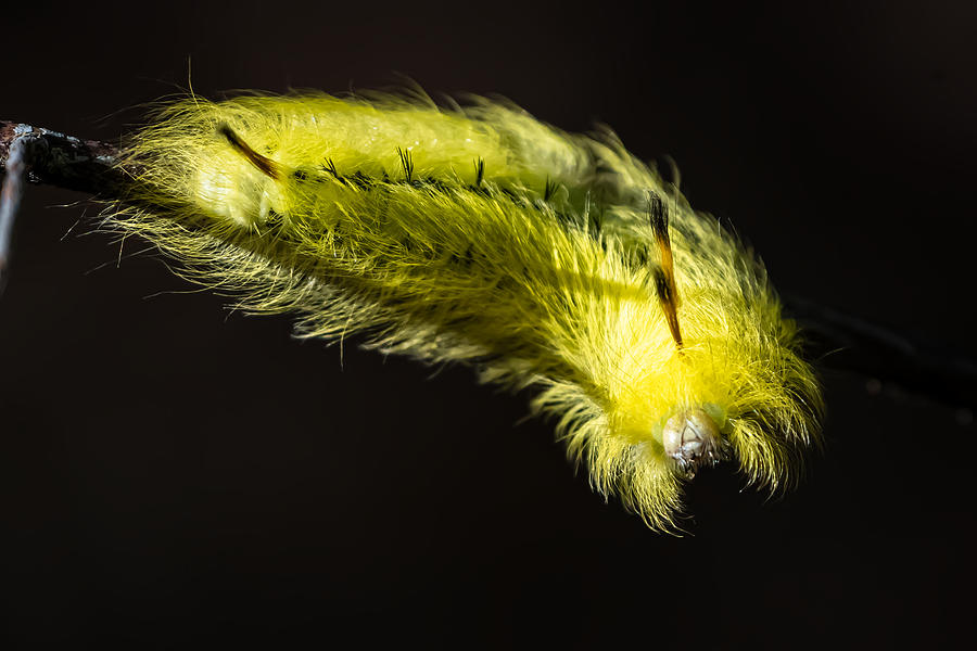 Cool Caterpillar Photograph by Linda Bonaccorsi