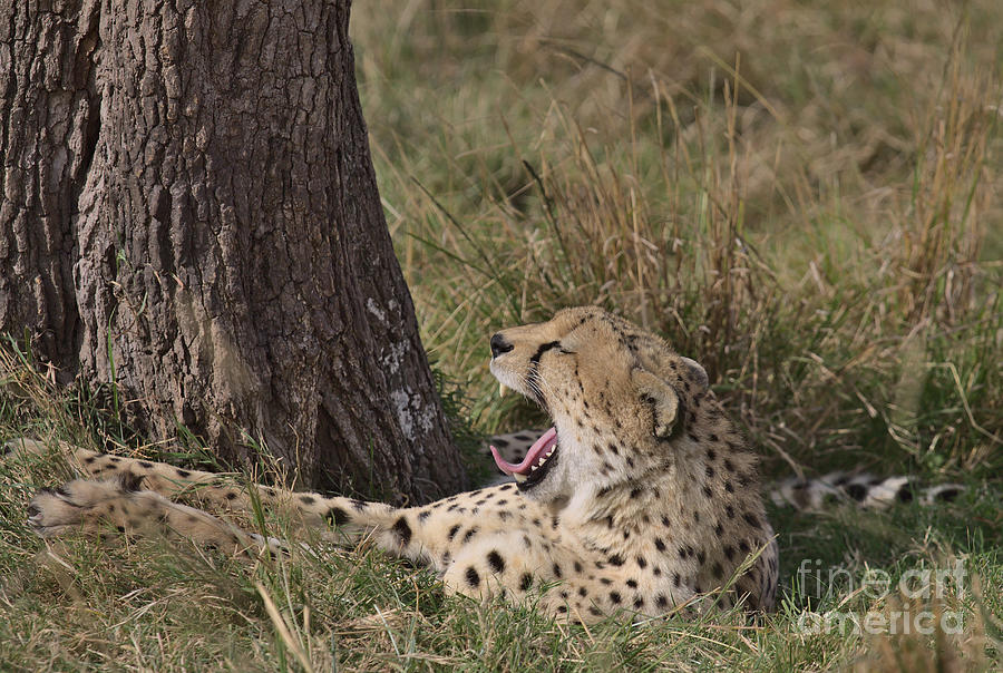 Cool cheetah chilling Photograph by Nirav Shah