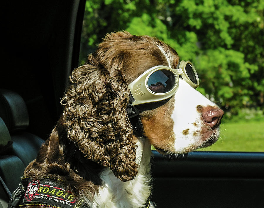 Jaws Photograph - Cool Cocker Spaniel, Roadie by Betty Denise