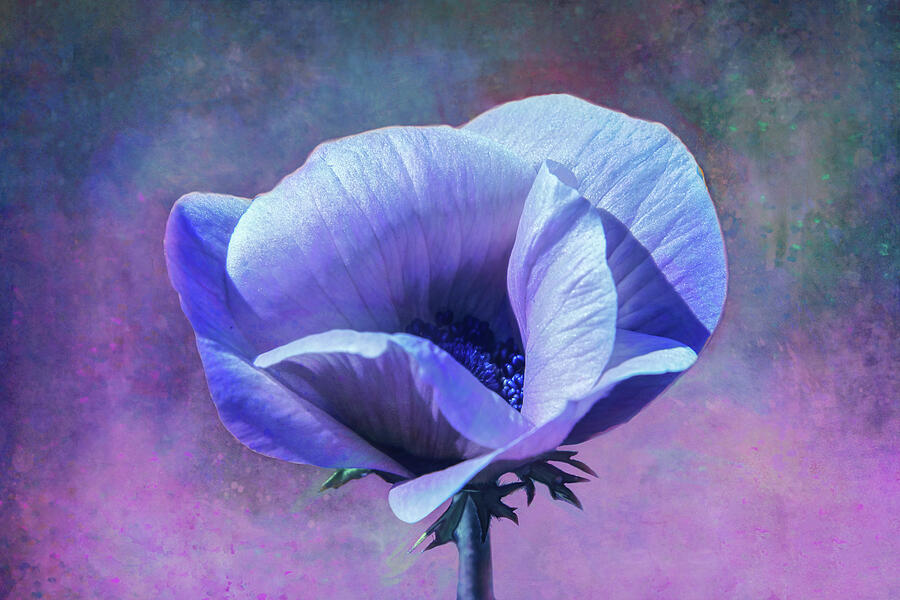 Cool Colored Poppy Digital Art by Terry Davis
