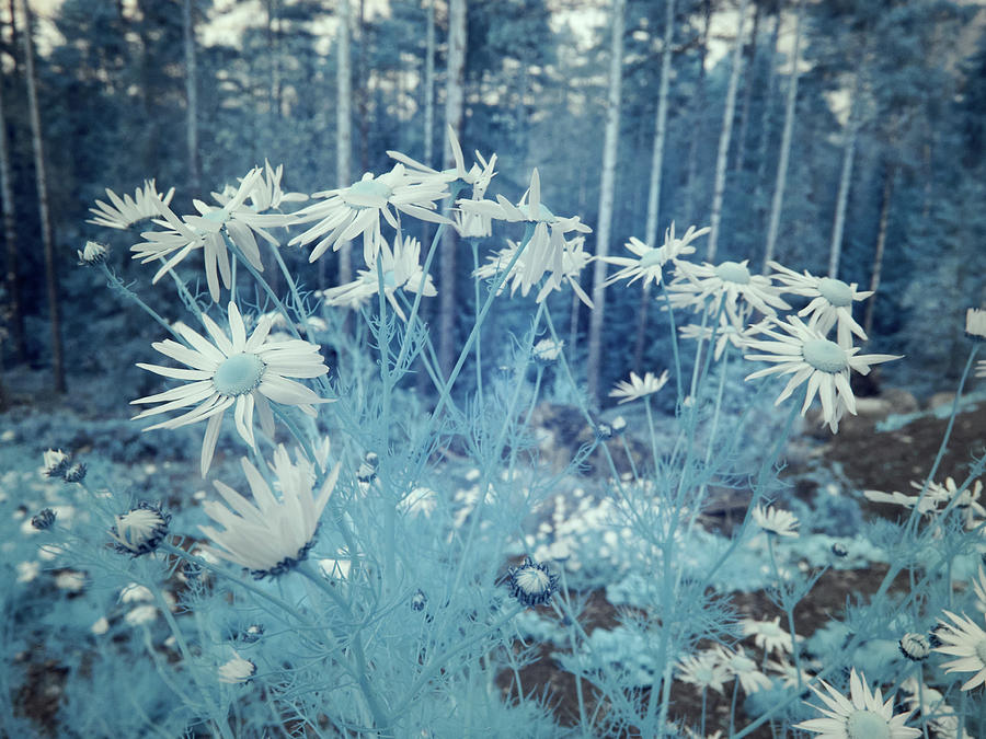 Cool cool Frozen Flowers Photograph by Jouko Lehto
