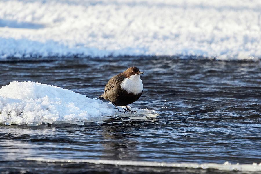 Cool dip waiting. White-throated dipper Photograph by Jouko Lehto ...