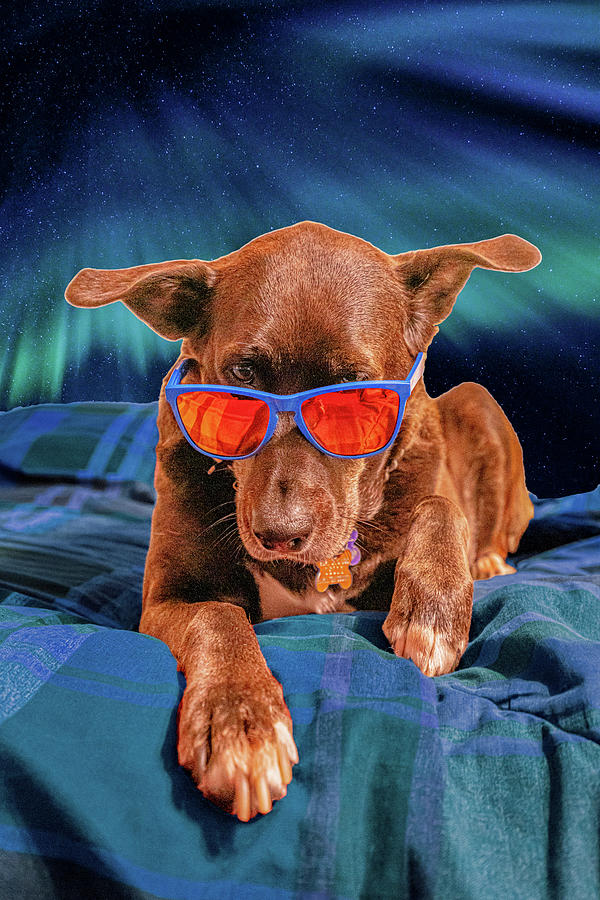 Cool Dog Chilling With Sunglasses Photograph by Dave Morgan